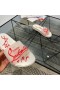 Christian Louboutin Fir Slipéir Críostaí Louboutin Bróga
