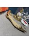 Christian Louboutin Collaclou Spik Klar Platt Prydd Pvc och Metalliskt Läder Guld